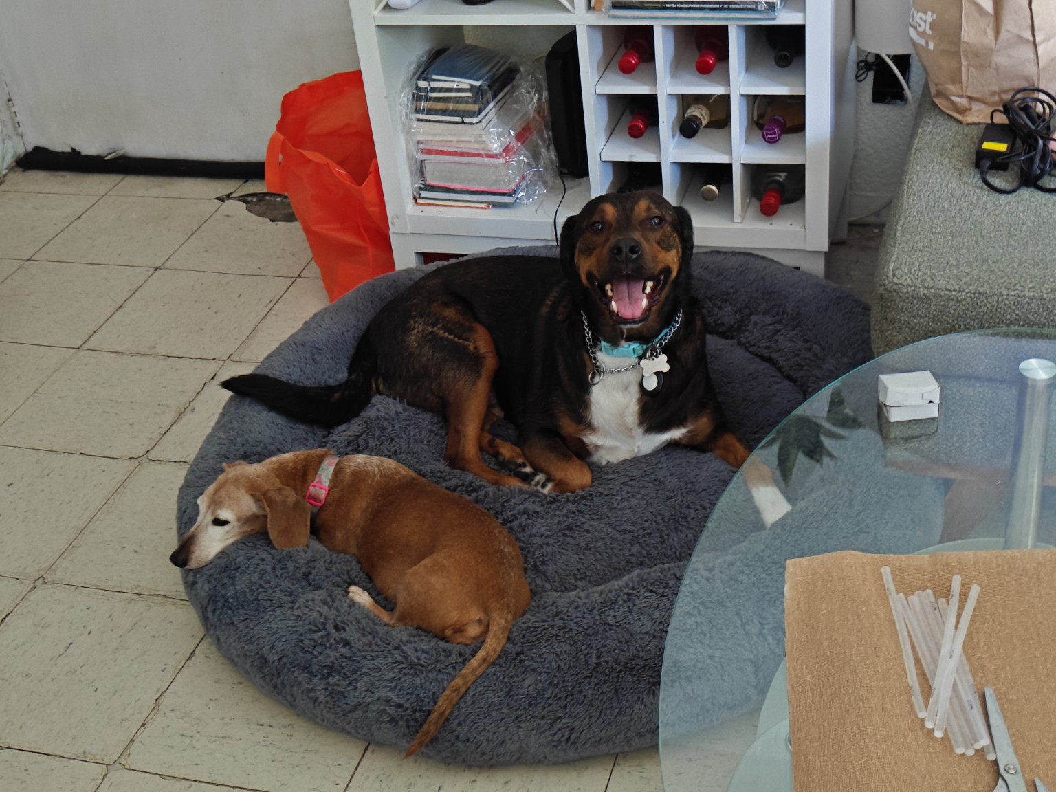 Dos perros descansando juntos dentro de casa