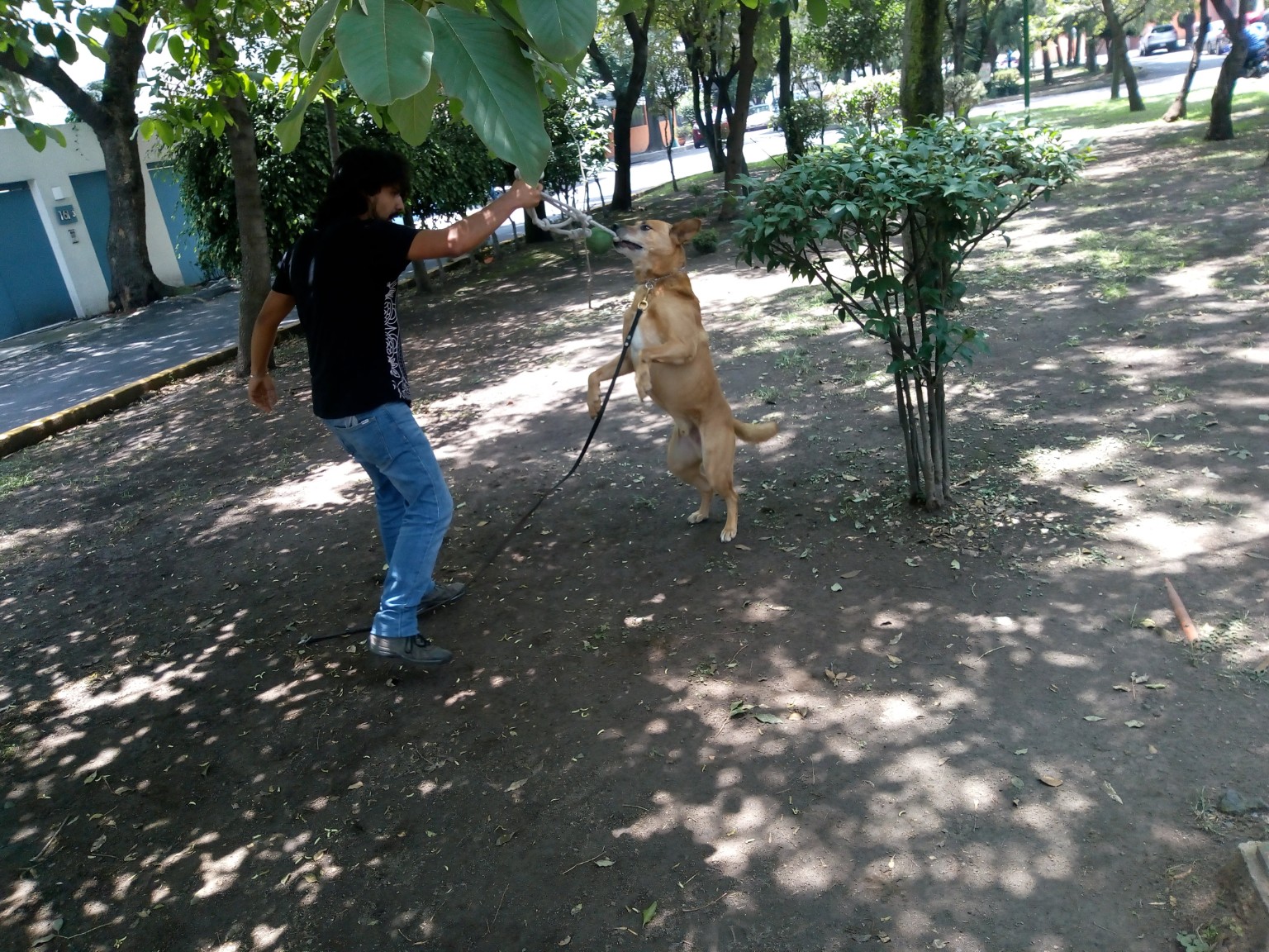 Amaury trabajando una dinámica de juego y vínculo con un perro