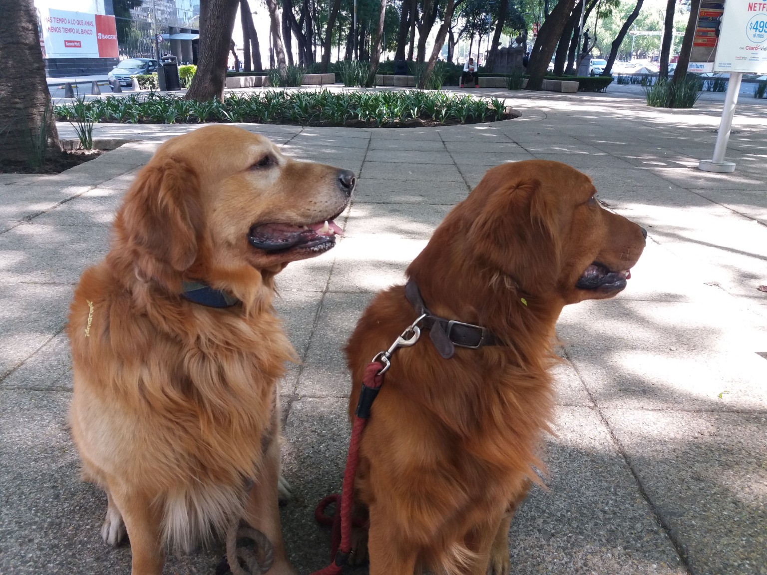 Dos golden retrievers durante un paseo en la ciudad