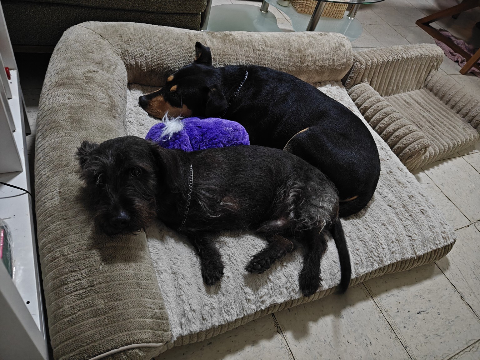 Perros descansando en un espacio de Hunnab Watal